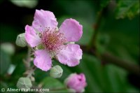 Rubus ulmifolius