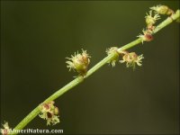 Rumex angiocarpus