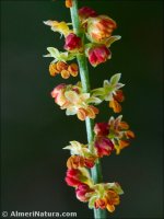 Rumex angiocarpus