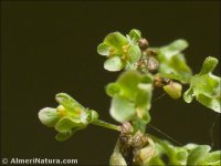 Rumex conglomeratus