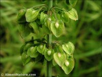 Rumex crispus