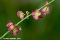 Rumex induratus