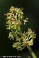 Rumex spinosus