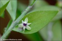 Ruscus aculeatus