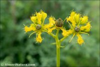 Ruta chalepensis