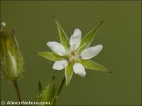 Sabulina tenuifolia