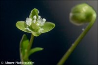 Sagina procumbens