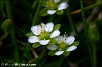 Sagina saginoides subsp. nevadensis