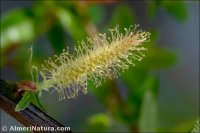 Salix atrocinerea