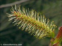 Salix pedicellata
