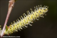 Salix purpurea