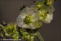Salsola genistoides