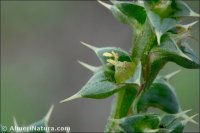 Salsola kali