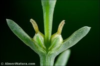 Salsola oppositifolia