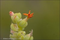Salsola papillosa