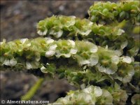 Salsola papillosa