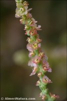 Salsola webbii