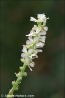 Salsola webbii