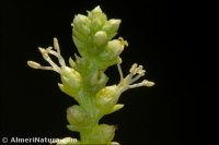Salsola webbii