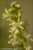 Salsola x masclansii