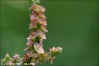 Salsola x masclansii