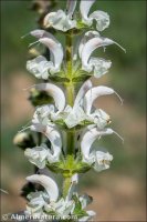 Salvia argentea