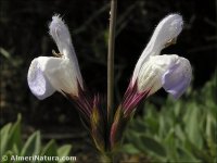 Salvia lavandulifolia
ssp oxyodon