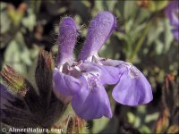 Salvia lavandulifolia
ssp vellerea