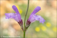 Salvia lavandulifolia
subsp. vellerea