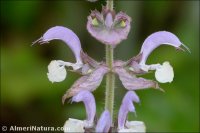 Salvia sclarea