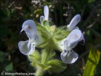 Salvia verbenaca