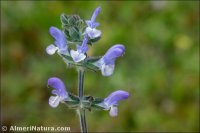 Salvia verbenaca