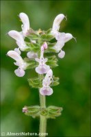Salvia verbenaca