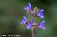 Salvia verbenaca
