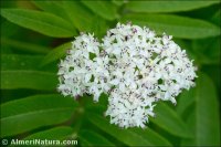 Sambucus ebulus