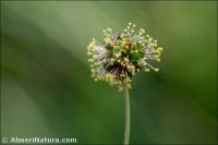 Sanguisorba ancistroides