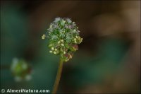 Sanguisorba verrucosa