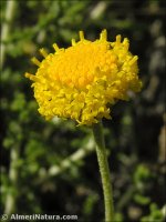 Santolina villosa