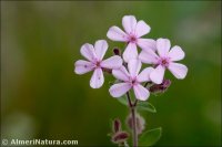Saponaria ocymoides