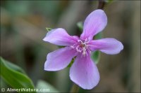 Saponaria officinalis