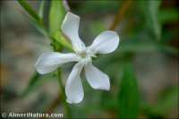 Saponaria officinalis