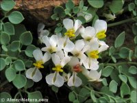Sarcocapnos enneaphylla