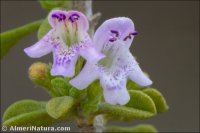 Satureja obovata subsp. canescens