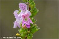 Satureja obovata subsp. canescens