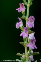 Satureja obovata subsp. canescens
