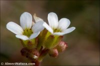Saxifraga carpetana