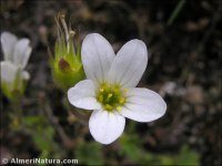 Saxifraga corsica
ssp cossoniana