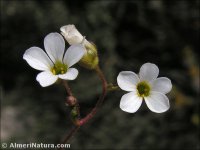 Saxifraga haenseleri