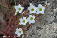 Saxifraga latepetiolata