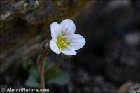Saxifraga nevadensis